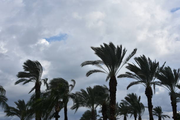 istock Palm trees against the sky 1198957446