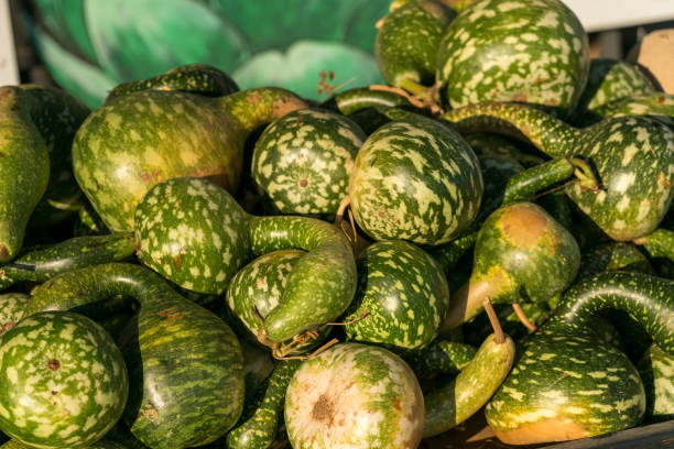 istock View of Stack of  Green Pumpkin With Yellow Spots 1198957490
