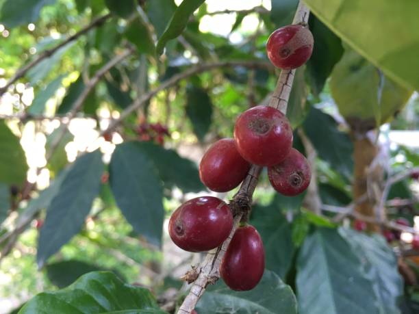 istock Red coffee beans in the garden 1198958467
