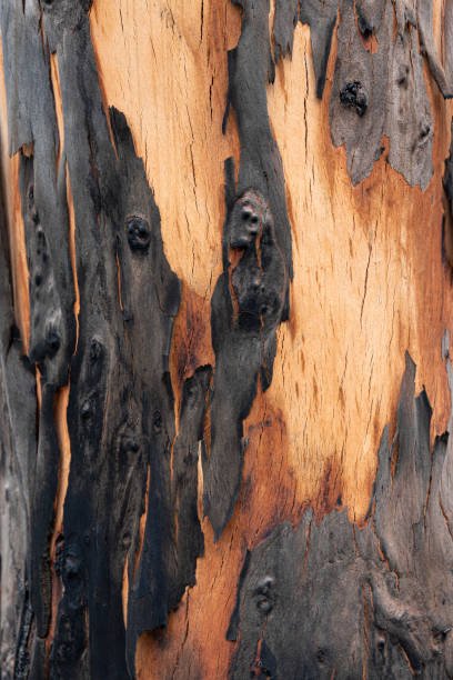istock 2019/20 Bushfires Australia 1198959315