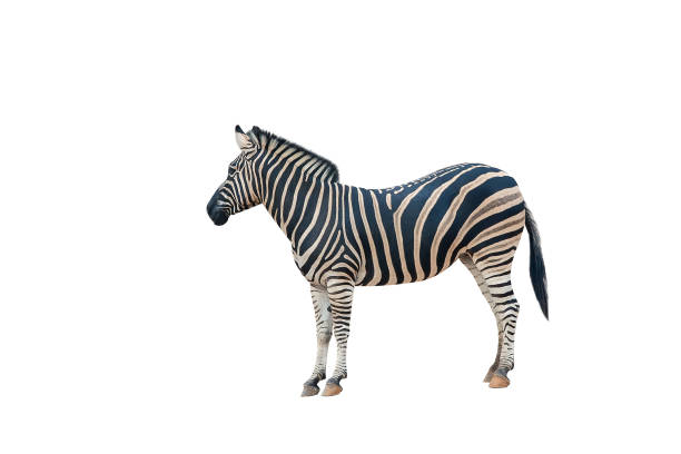 istock Young beautiful zebra isolated on white background. 1198959393