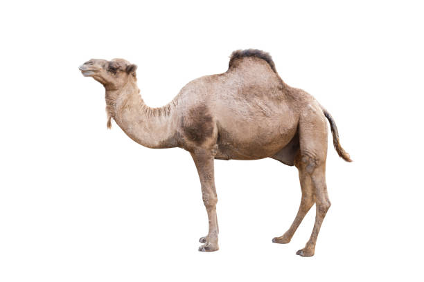 istock Arabian Camel, dromedary or arabian camel isolated on white background 1198959414