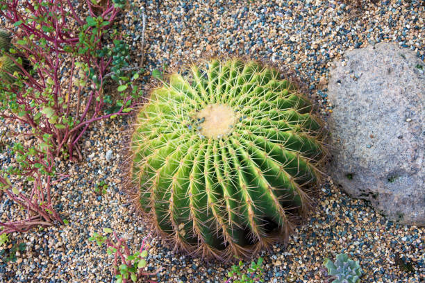 istock Various types of cactus in the garden 1198961567