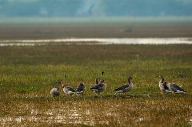 Greylag goose flock playing in open grass field and wetland of keoladeo national park or bird sanctuary, bharatpur, rajasthan, india - Anser anser Greylag goose flock playing in open grass field and wetland of keoladeo national park or bird sanctuary, bharatpur, rajasthan, india - Anser anser bharatpur photos stock pictures, royalty-free photos & images