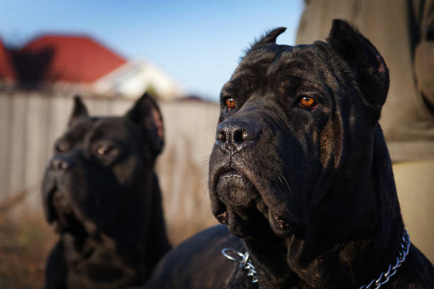 Two big black cane corso in the sun Kane-korso is a breed of dogs, one of the oldest representatives of the Molossian group. Ancient Roman fighting dogs are considered official ancestors. This breed is focused on protection and protection. cane corso stock pictures, royalty-free photos & images