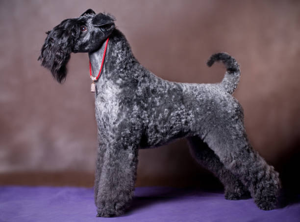 very beautiful Kerry Blue Terrier dog stands a very beautiful Kerry Blue Terrier dog stands in a stand on a brown background kerry blue errier stock pictures, royalty-free photos & images