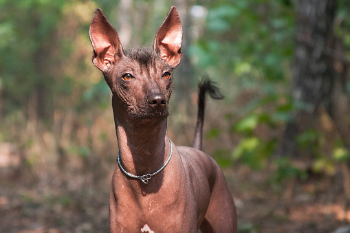 Big brown hairless dog of the Xolo breed (Xoloitzcuintle, Mexican hairless dog), portrait against the background of a summer forest outdoors