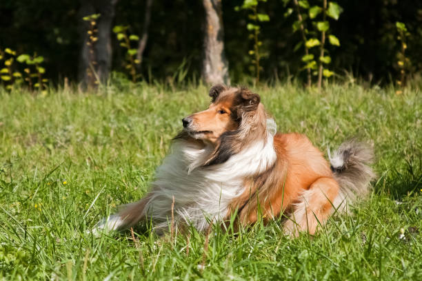 istock Collie dog quickly bounces 1198962800