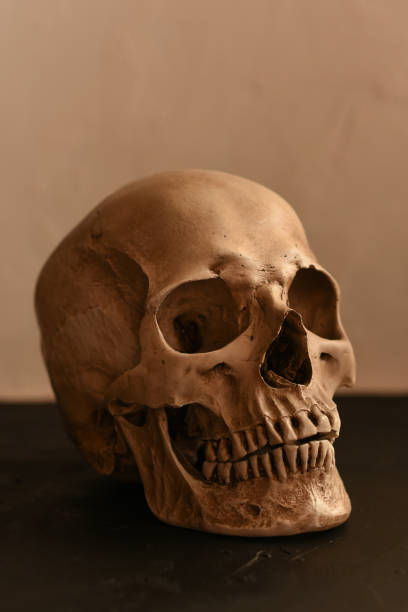 istock Human skull on a black and white background 1198962863