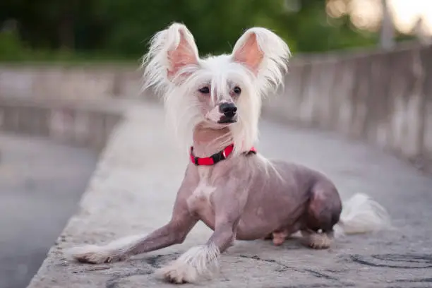 Photo of hairless chinese crested dog lies on a huge staircase