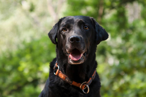 istock portrait black dog breed labrador retriever 1198962942