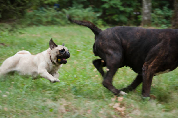 Pug - a small decorative dog, which has long been kept know. A dog with a lively, cheerful and at the same time balanced character, noble and affectionate to the owner.
