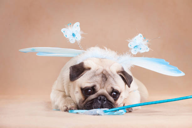 istock Fairy Fairy - Pug Dog 1198963597