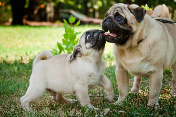 istock Pugs father and son for a walk in the park 1198963610