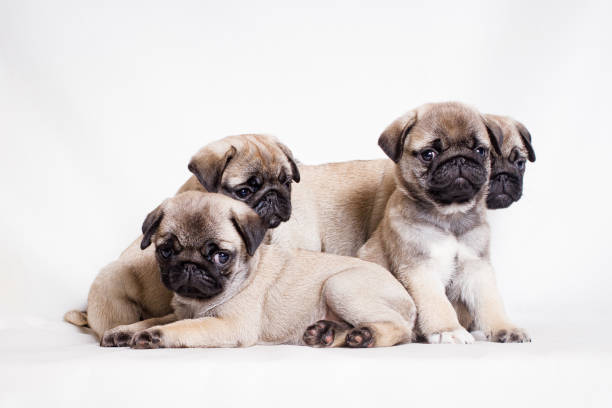 istock Four little fawn pug puppies sit on a white background 1198963614