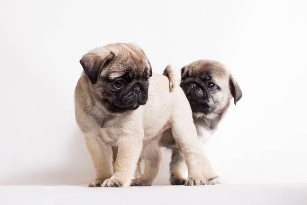 istock A small fawn Pug puppy is standing, and a second puppy is hiding behind it. 1198963618