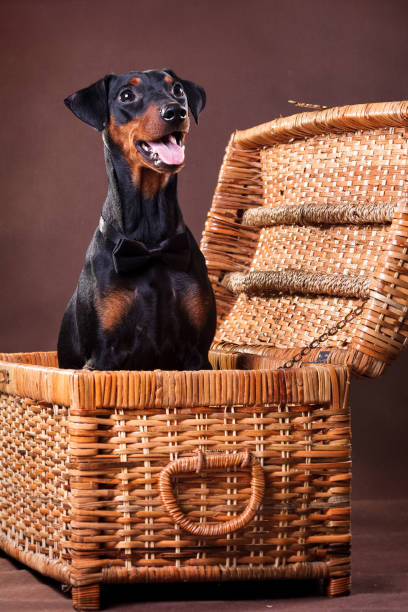 istock German pinscher dog in a bow-tie, sits in a basket 1198963649