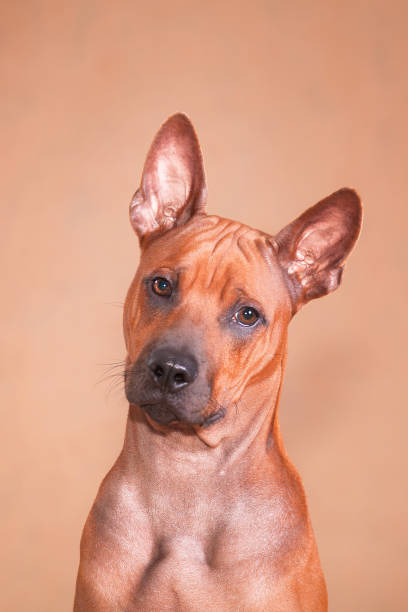 istock Portrait of a red dog Thai ridgeback breed on a red background 1198963985