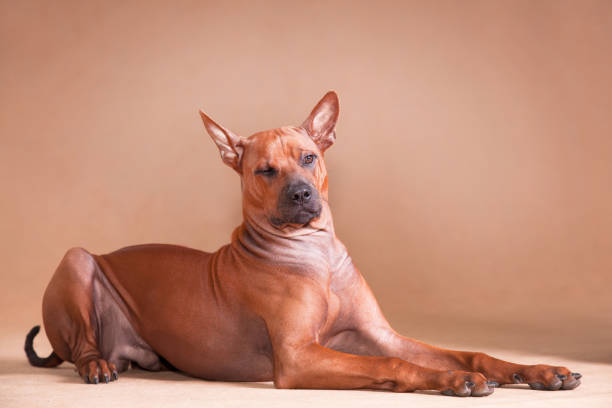istock red dog Thai ridgeback breed lies on a red background and winks 1198963993