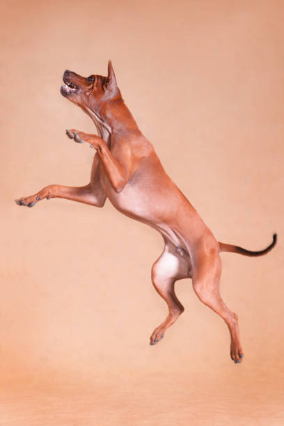 istock Thai Red Ridgeback dog breed on a red background jumps high 1198964000