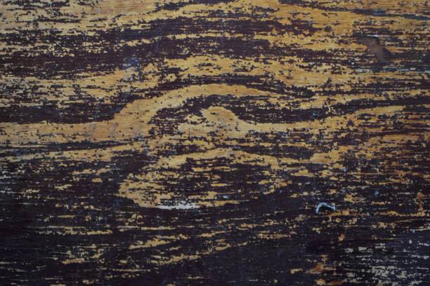 istock Old plank and rotten wood surface. 1198964051