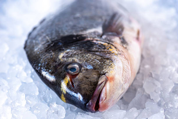 istock Fresh raw sea fish on ice cubes close up 1198964925