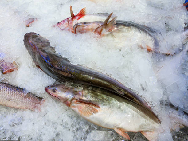 istock Frozen fish on ice at the seafood market 1198965700