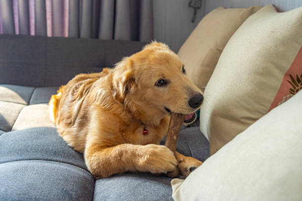 Beautiful golden retriever puppy chewing a bone on sofa stock photo