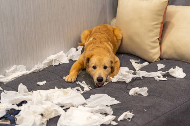 istock Mischief golden dog playing with white tissue papers on sofa 1198967513