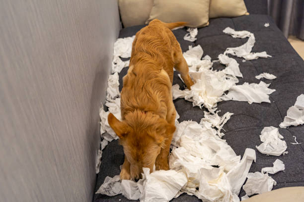 istock Mischief young golden retriever dog playing tissue on sofa 1198967591