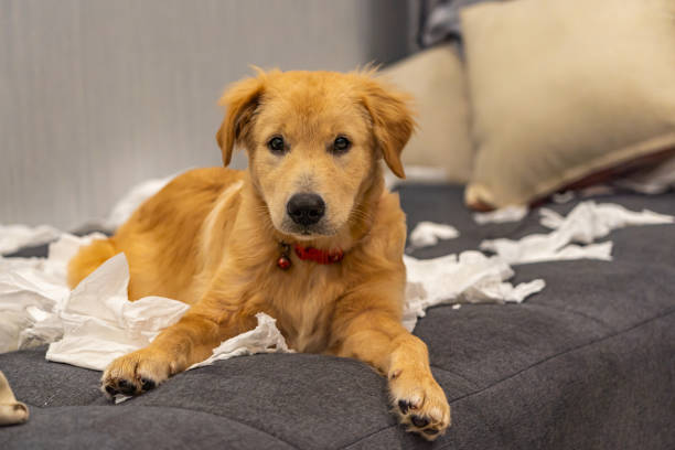 istock Guilty golden dog laying on sofa with white tissue papers 1198968168