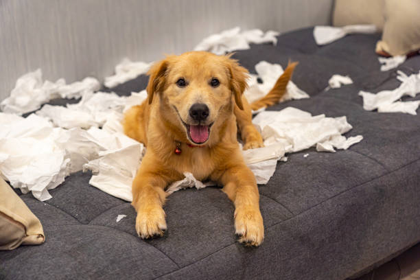 Cheerful golden retriever dog playing toilet papers on sofa stock photo