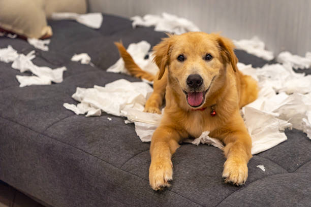 Portrait of naughty young golden dog playing toilet papers stock photo