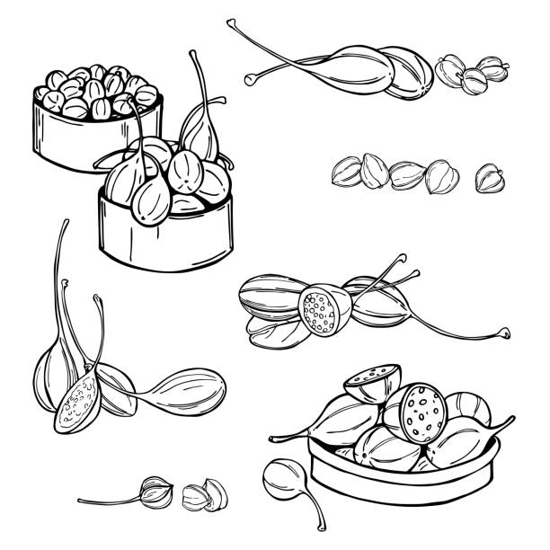 Fruits and buds of capers.  Vector sketch illustration. Hand drawn edible fruits and buds of capers.  Vector sketch illustration. caper stock illustrations