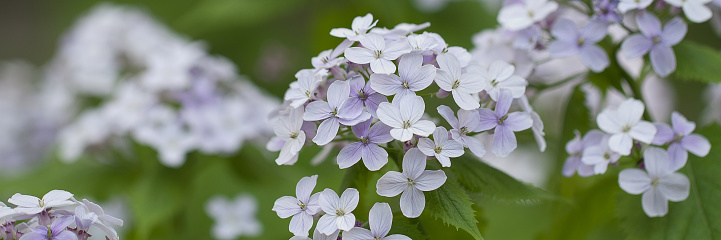 blooming lunaria flower with delicate beautiful flowers
