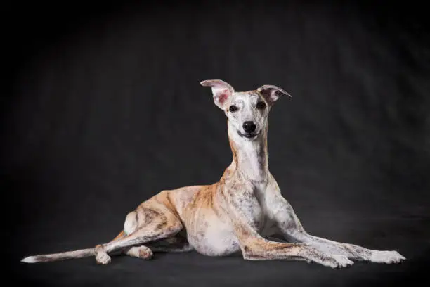 Light brindle very beautiful fawn dog of breed Whippet lies on a gray background