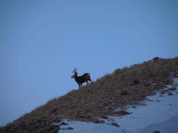 mule deer na zboczu wzgórza - mule deer zdjęcia i obrazy z banku zdjęć