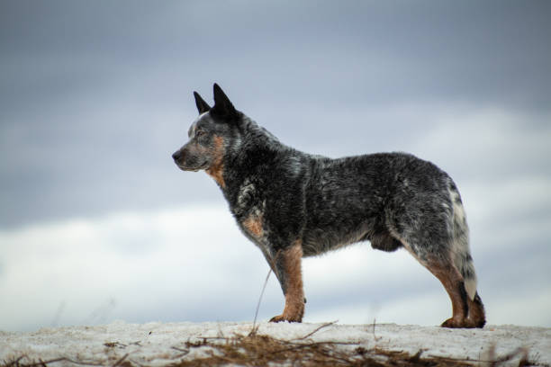 istock Australian healer dog standing on a hill 1198976436