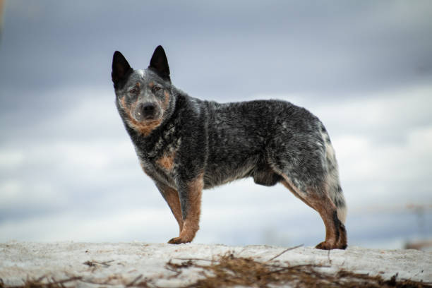 istock Australian healer dog standing on a hill 1198976451