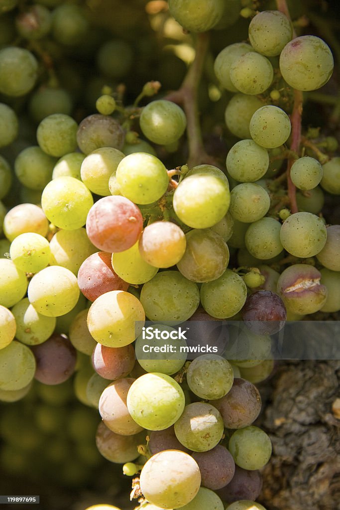 Winogrona - Zbiór zdjęć royalty-free (Biały)