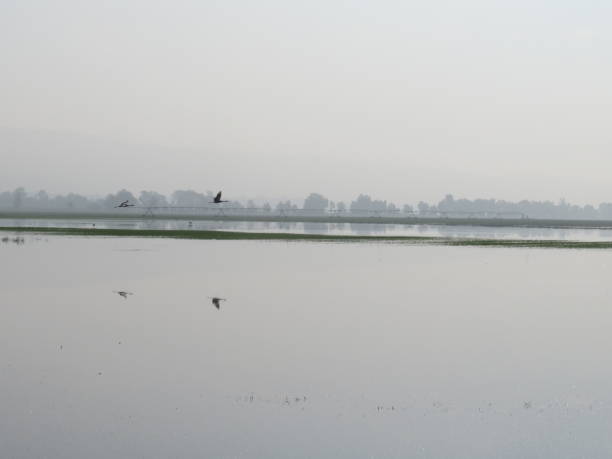 istock crane flies and the reflection on the water 1198977665