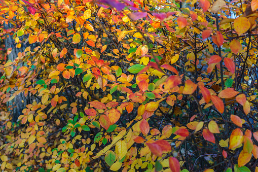 Multi-colored red-yellow leaves on an ornamental shrub in autumn