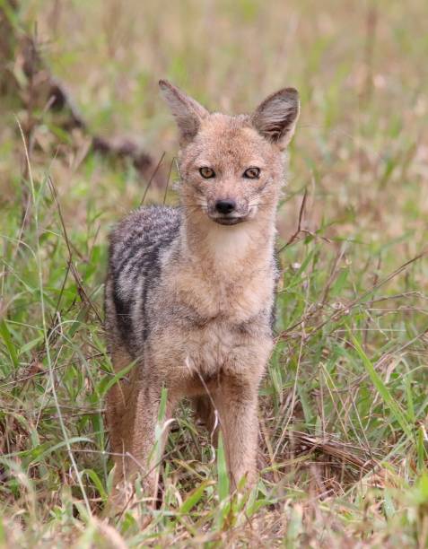 istock The jackal look you get 1198978635