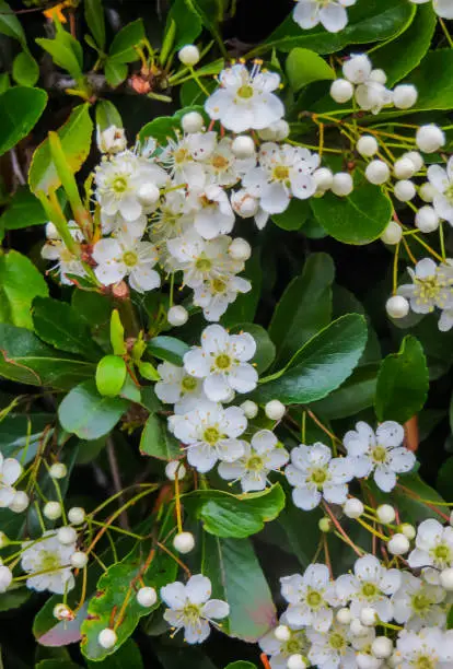 Photo of Leaves and flowers of Laurustinus, Viburnum tinus. It is a species of flowering plant in the family Adoxaceae, native to the Mediterranean area of Europe and North Africa.