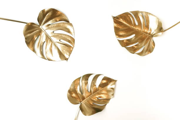 istock Gold tropical monstera leaves plant pattern isolated frame on a white background. top view. copy space. floral card.abstract. 1198980403