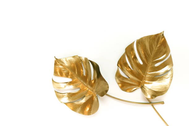 istock Gold tropical monstera leaves plant pattern isolated frame on a white background. top view. copy space. floral card.abstract. 1198980957