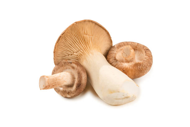 istock Shitake, eringi  tasty mushroom isolated on white background. 1198981044