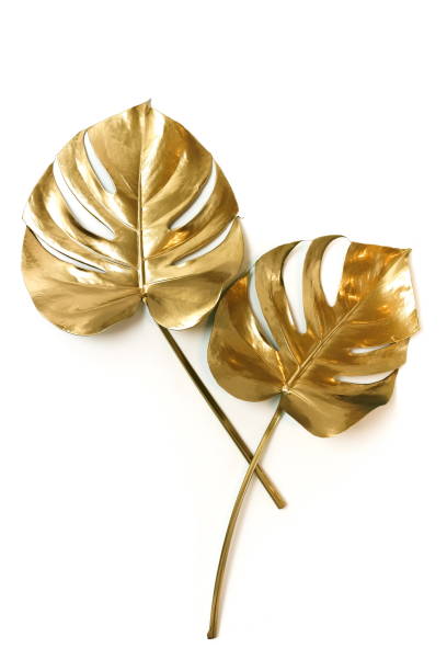 istock Gold tropical monstera leaves plant pattern isolated frame on a white background. top view. copy space. floral card.abstract. 1198981350
