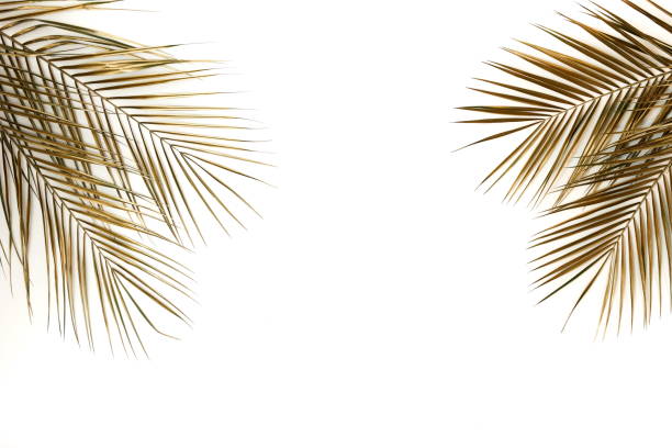istock Gold palm leaves plant pattern frame isolated on a white background. top view. copy space. abstract. 1198982314