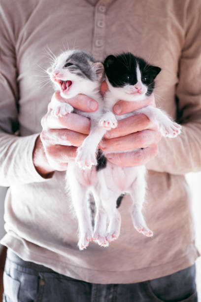 istock Cute little kittens in male hands 1198982906